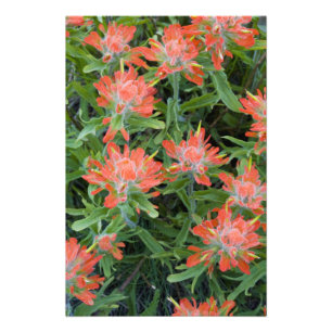 Castilleja-wildebloemen in de Many Foto Afdruk