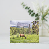 Castle Mountain Banff National Park Briefkaart (Staand voorkant)