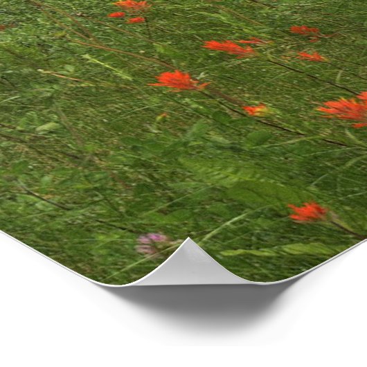 Castle Mountain Banff Poster (Hoek)