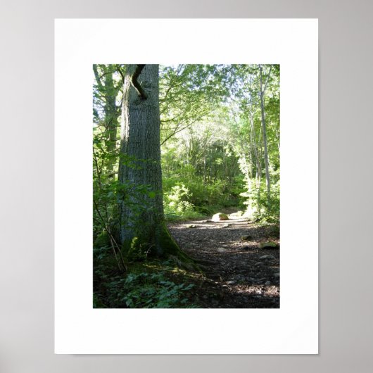 Castlehead Wood: Keswick Poster (Voorkant)