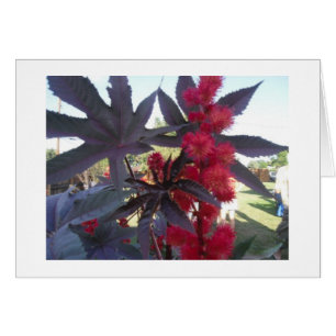 Castor Bean Universal Card