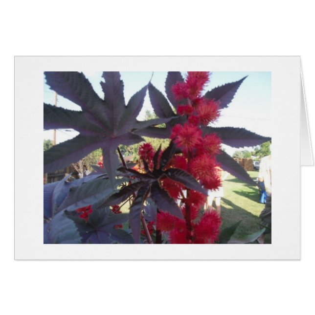 Castor Bean Universal Card (Voorkant Horizontaal)
