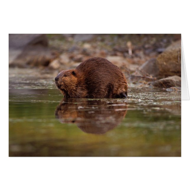 castor, Castor canadensis, va nager (Devant horizontal)