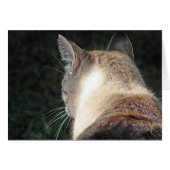 Cat (Devant horizontal)