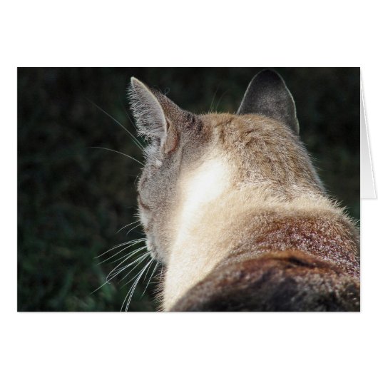 Cat (Devant horizontal)