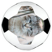 Cat (Tourné)