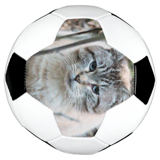 Cat (Tourné)