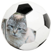 Cat (3/4)