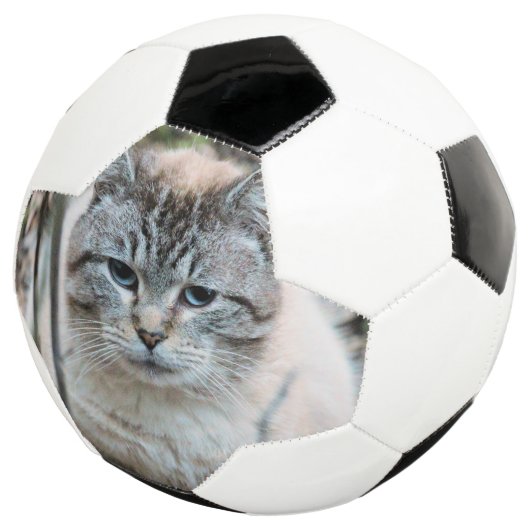 Cat (3/4)
