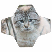 Cat (Plat)