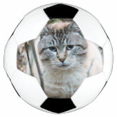 Cat (Devant)
