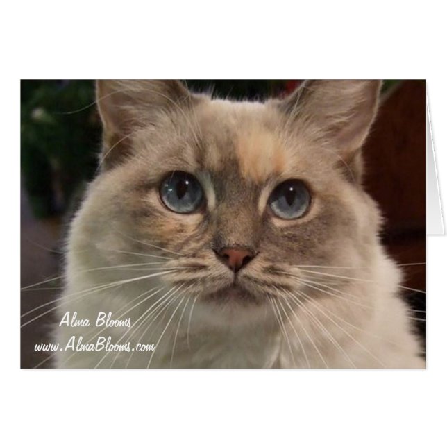 Cat. 2 (Voorkant Horizontaal)