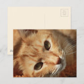 cat-636172 ORANJE TOMCAT-PETS FOTOGRAFIE BACK Briefkaart (Voorkant / Achterkant)