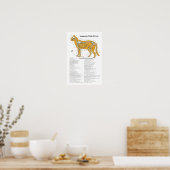 Cat Acupressure Acupunctieschema Poster (Keuken)