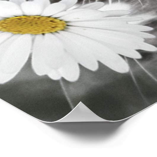 Cat Among Daisies Poster Print (Coin)