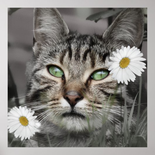 Cat Among Daisies Poster Print (Devant)