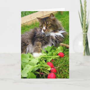 Cat and Gard Radish / Verjaardag Wenskaart Kaart