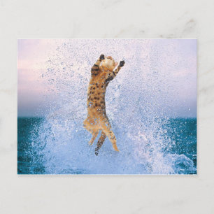 Cat Baling Briefkaart