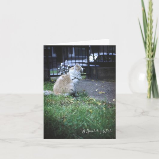 Cat Birthday Wish Bedankkaart (Voorkant)