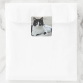 Cat Black en White Tuxedo Photo Vierkante Sticker (Tas)