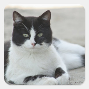 Cat Black en White Tuxedo Photo Vierkante Sticker