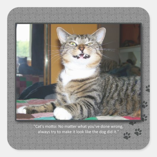 Cat Blames Dog Vierkante Sticker (Voorkant)