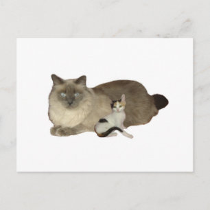 Cat Buddies Briefkaart