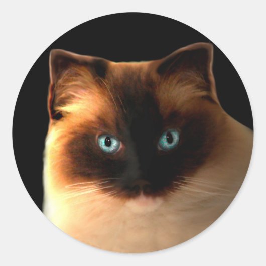 Cat Cats Ragdoll Ragdolls Kat Stickers (Voorkant)