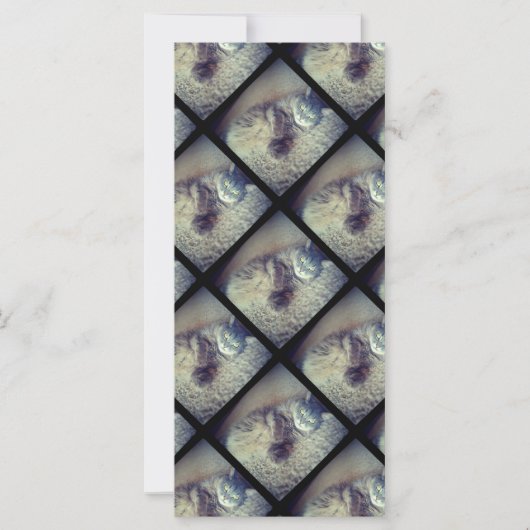 Cat Collage by Shirley Taylor (Voorkant)