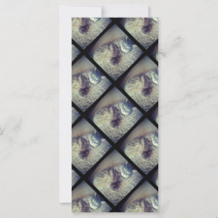 Cat Collage by Shirley Taylor