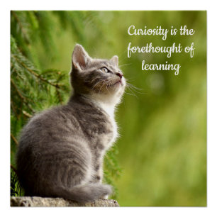 Cat Curiosity Perfect Poster