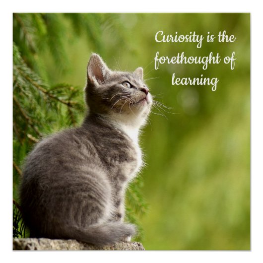 Cat Curiosity Perfect Poster (Voorkant)