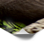 Cat Curiosity Perfect Poster (Hoek)
