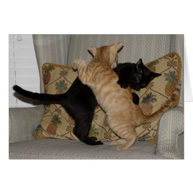 Cat Dance (Voorkant Horizontaal)