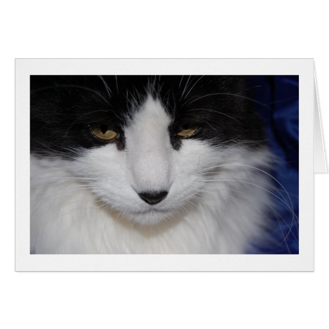 Cat Dark Eyes (Voorkant Horizontaal)