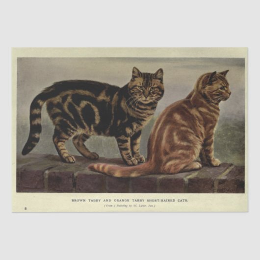 Cat Ephemera Decoupage Bruin Sinaasappel Tabby Tissuepapier (Voorkant)