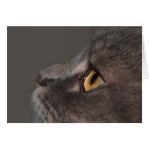 Cat Eye-Macro van Shirley Taylor
