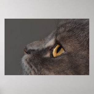 Cat Eye-Macro van Shirley Taylor Poster