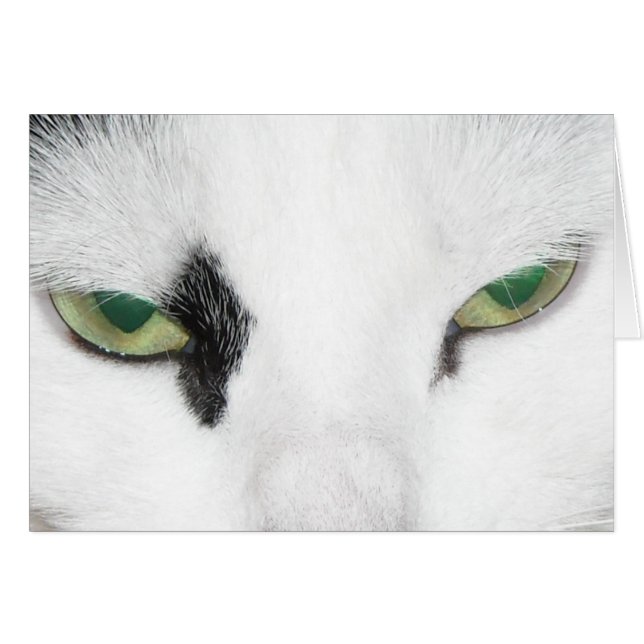 Cat Eyes (Voorkant Horizontaal)