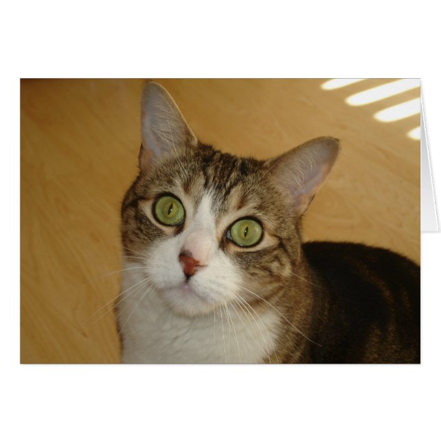 Cat Eyes (Voorkant Horizontaal)