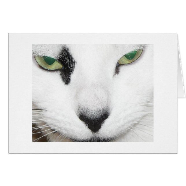 Cat Eyes (Voorkant Horizontaal)