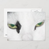 Cat Eyes Briefkaart (Voorkant / Achterkant)