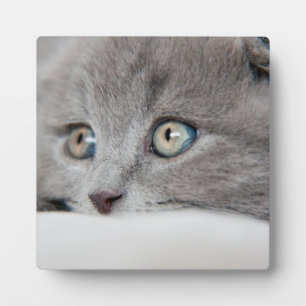Cat Eyes Fotoplaat