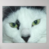 Cat Eyes Poster (Voorkant)