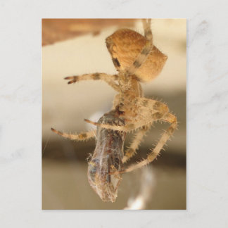 Cat Face Spider die een watje wil Briefkaart