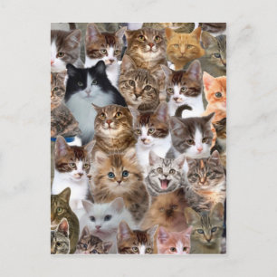 Cat Faces Patroon Briefkaart