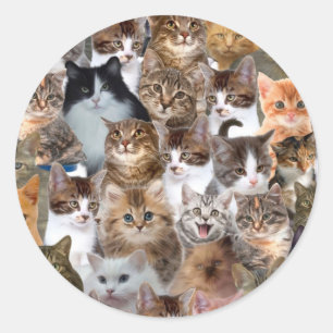 Cat Faces Patroon Ronde Sticker