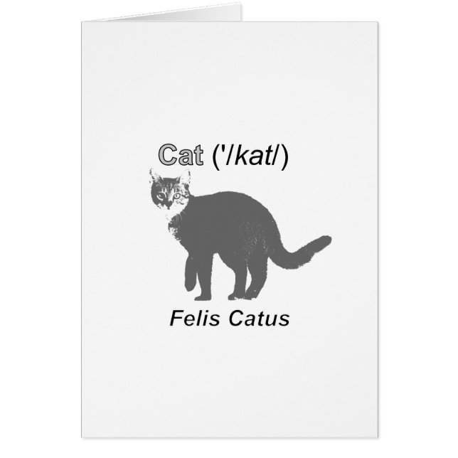 Cat Felis Catus (Voorkant)