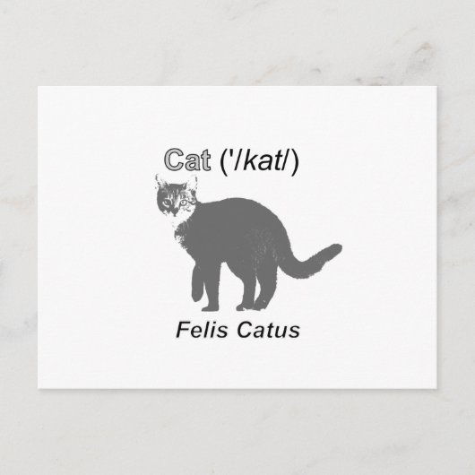 Cat Felis Catus Briefkaart (Voorkant)