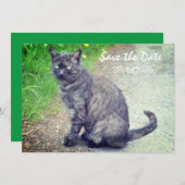 Cat Folded Save The Date Invitation Kaart (Voorkant / Achterkant)